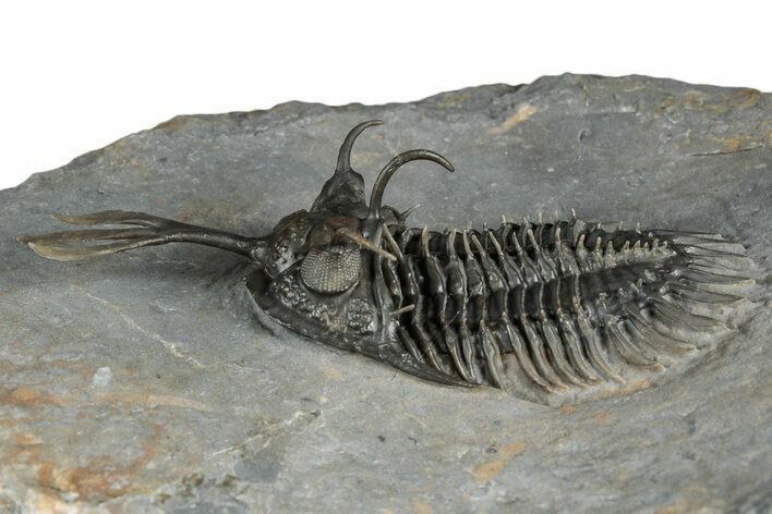 Walliserops Trilobite From Marjane, Morocco - Unusual Locality #354614